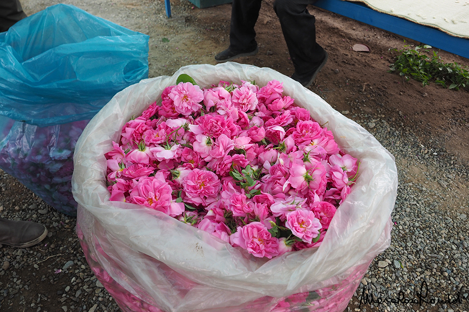 rose water festival in Iran