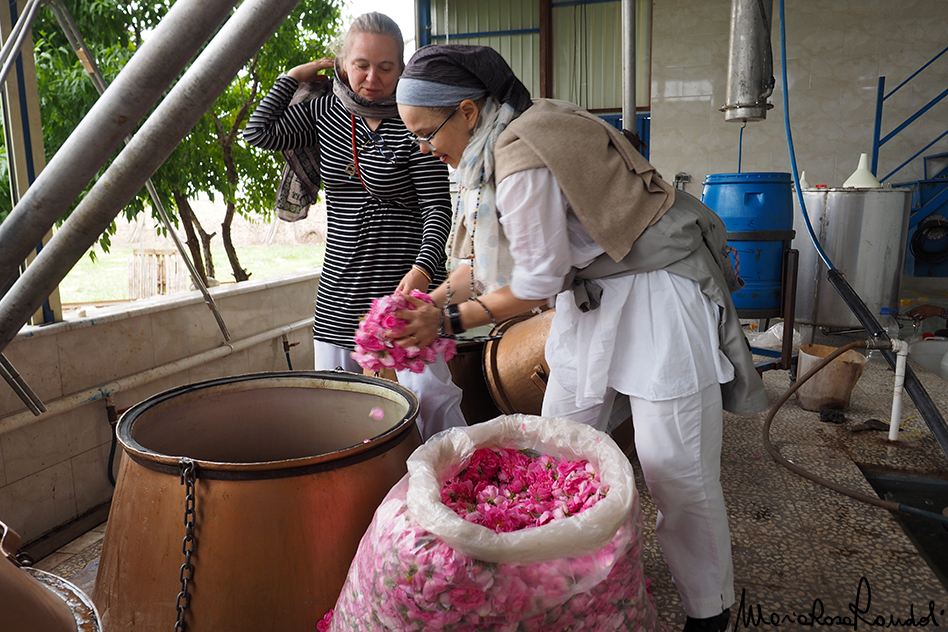 rose water festival in Iran