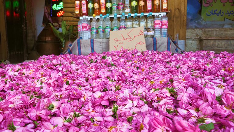 damask rose gardens in iran